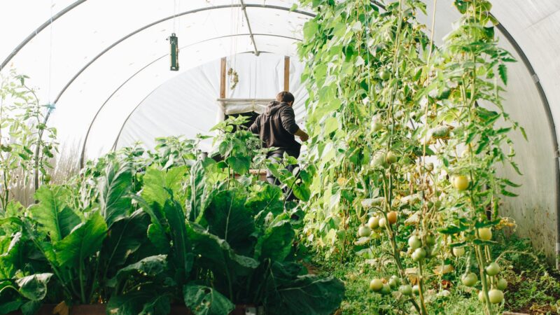 Tunele foliowe w ogrodzie i na działce – jak wykorzystać je do uprawy roślin przez cały rok?